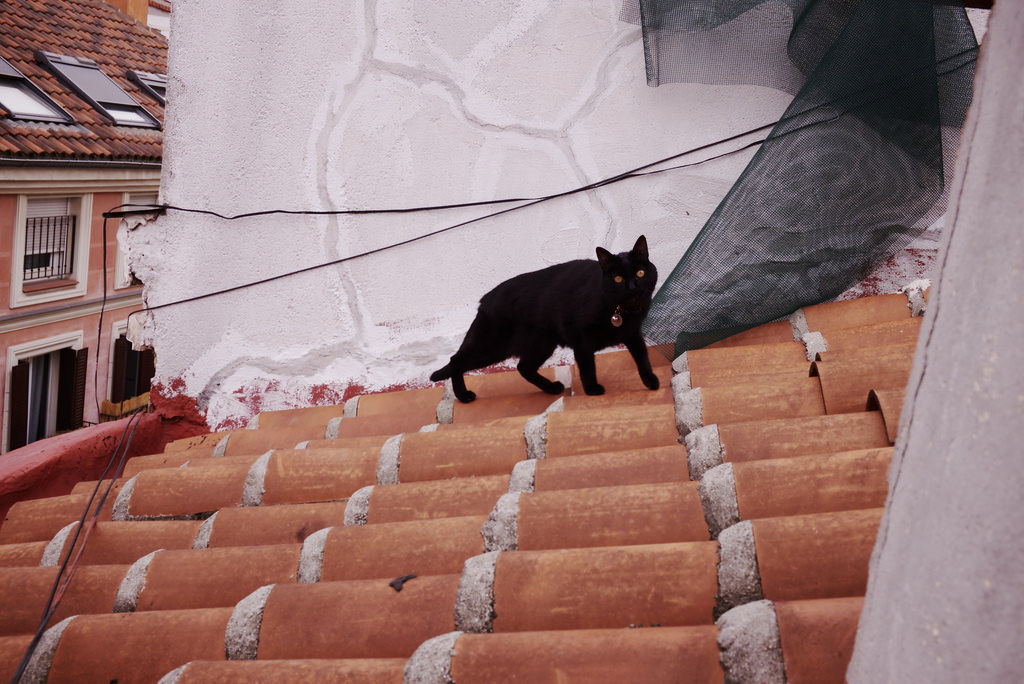 Gato