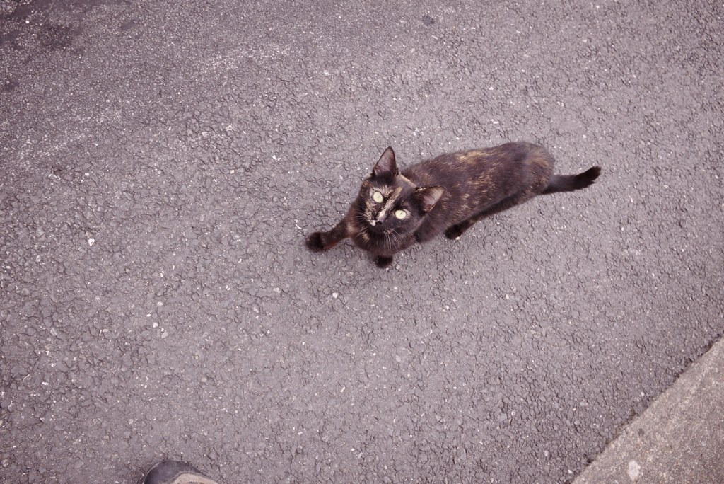 Chat
