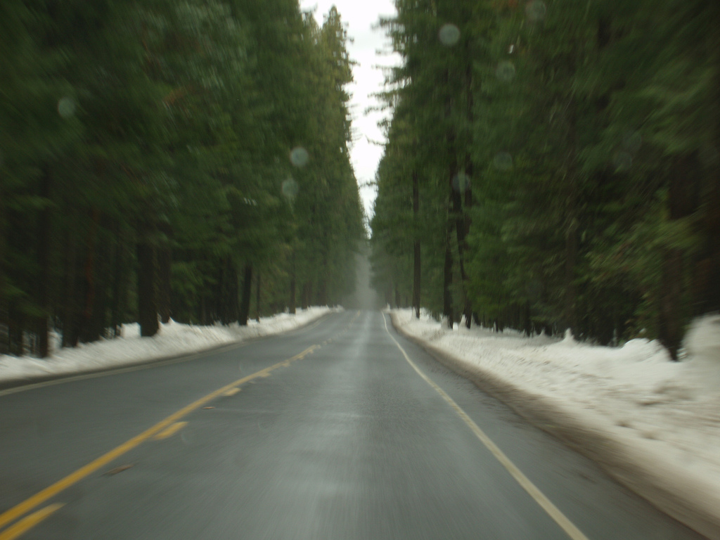 Road in the forest