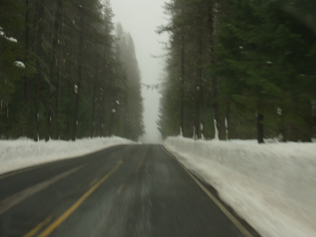 Road in the forest