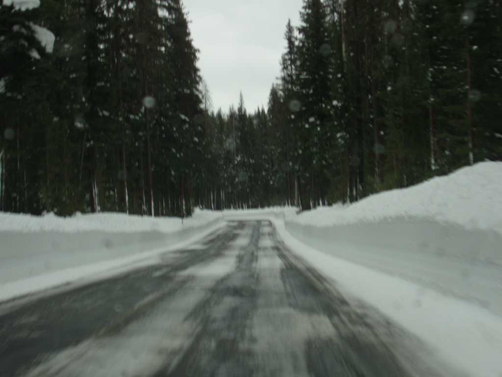 Road in the forest and the snow