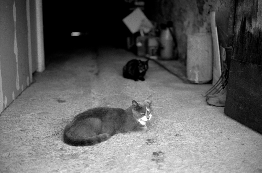 Chats