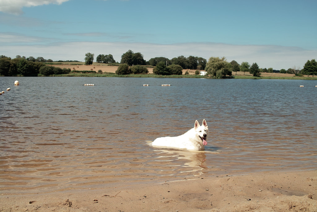 Le chien se baigne &agrave; la plage
