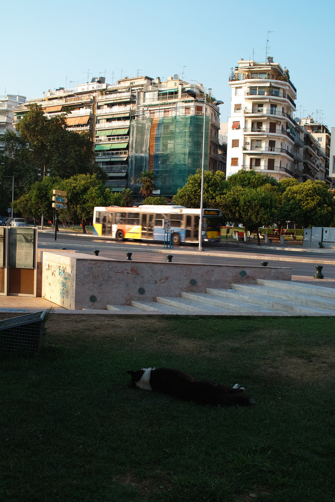 A lot of dogs are sleeping in the street in this city