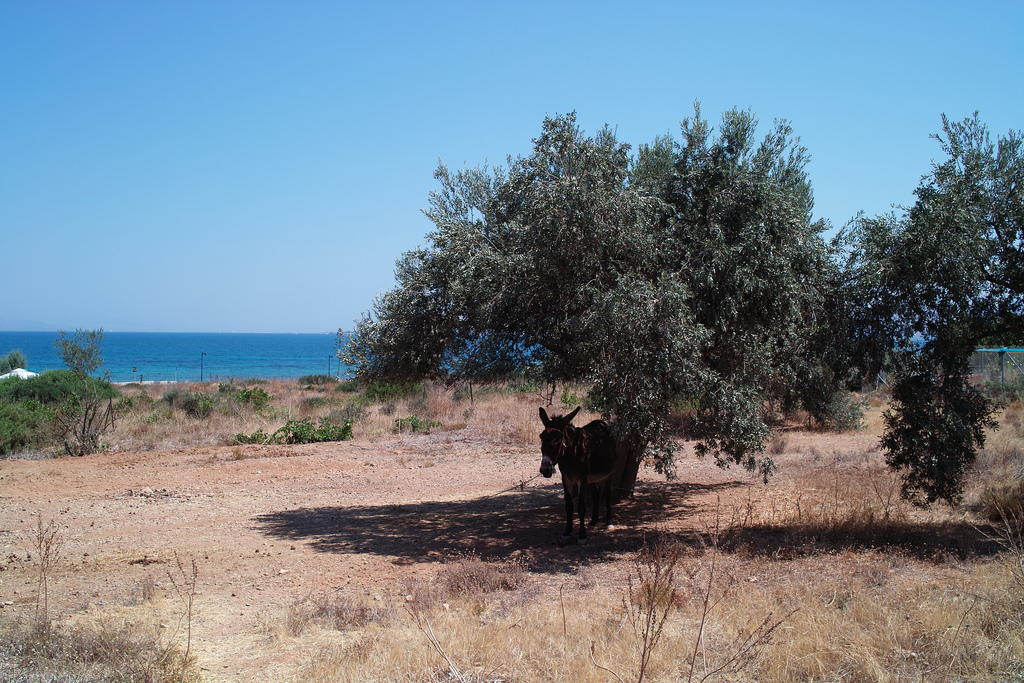 A donkey