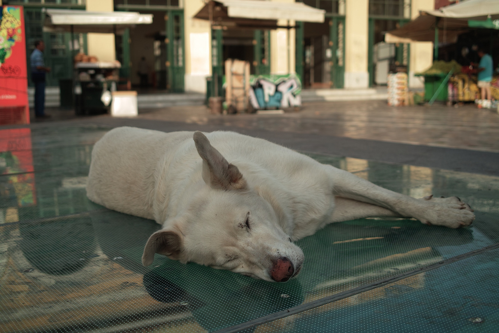Dog sleeping