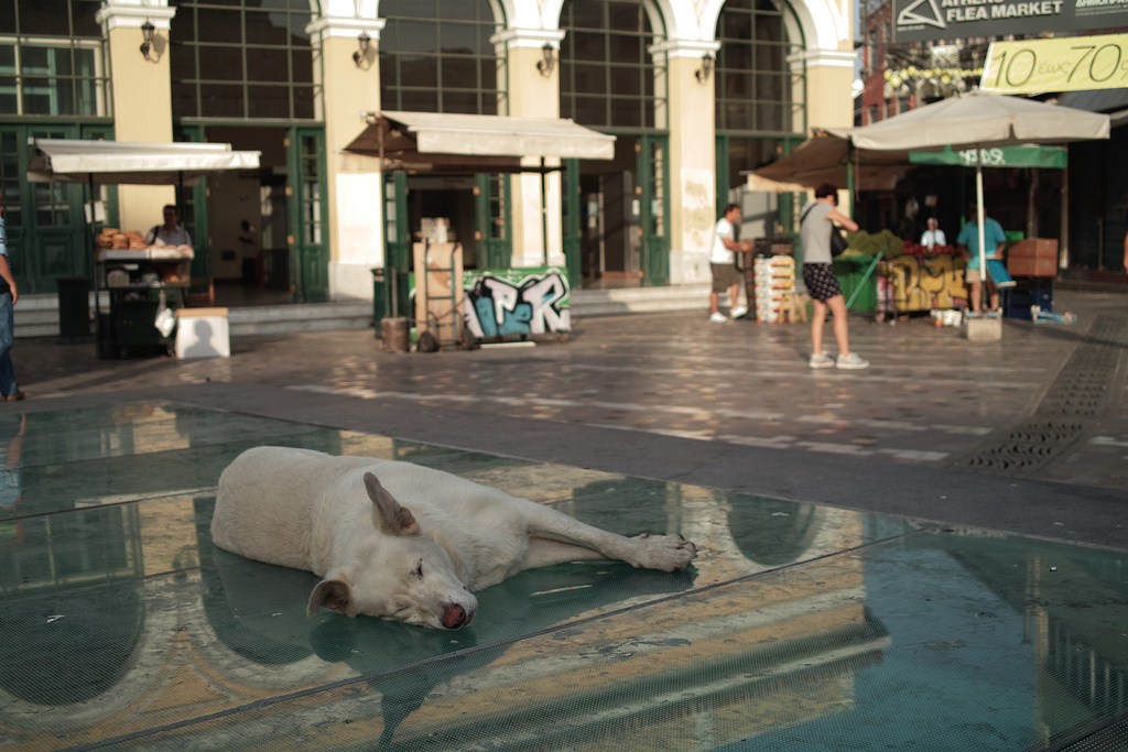 Dog sleeping
