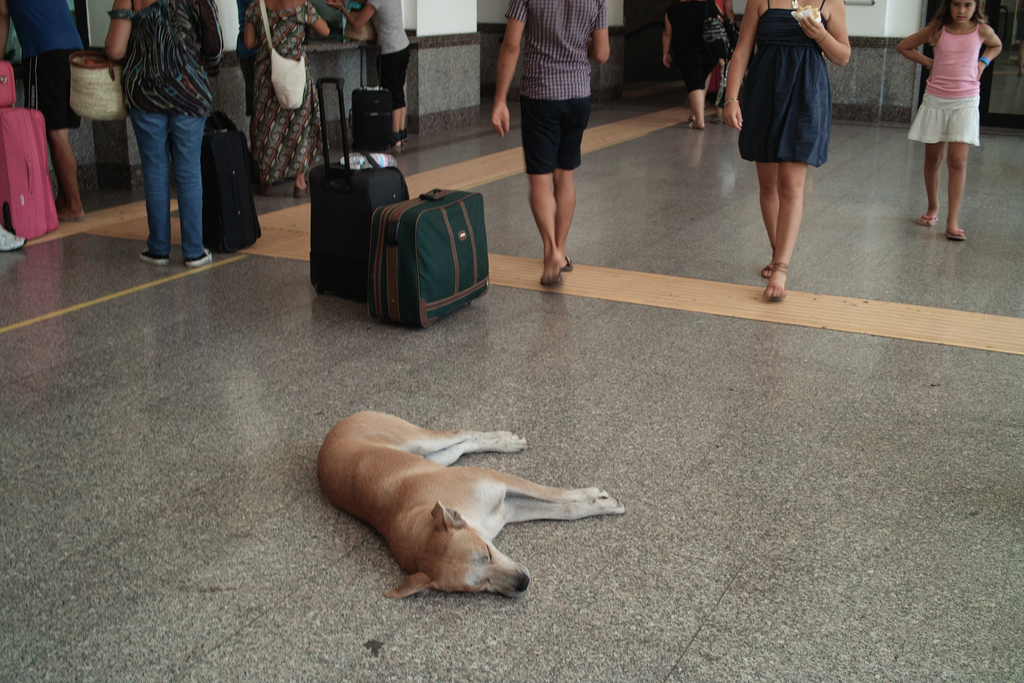 Dog sleeping in Taranto train station