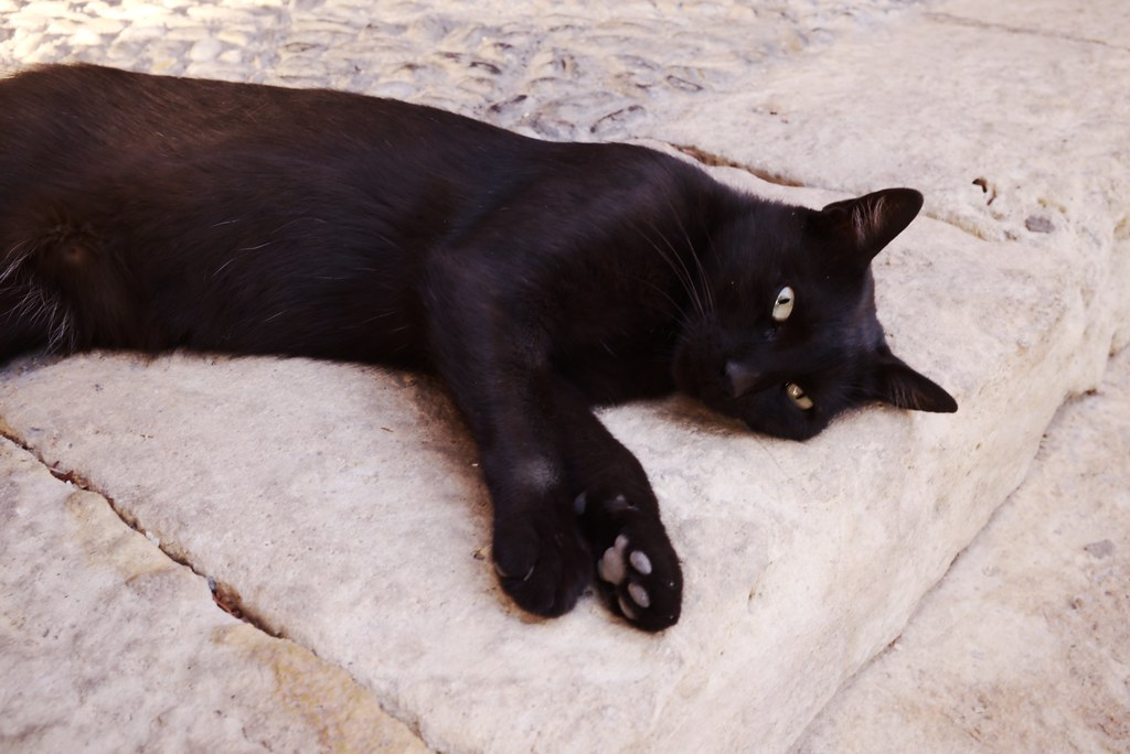 Gato en Almer&iacute;a