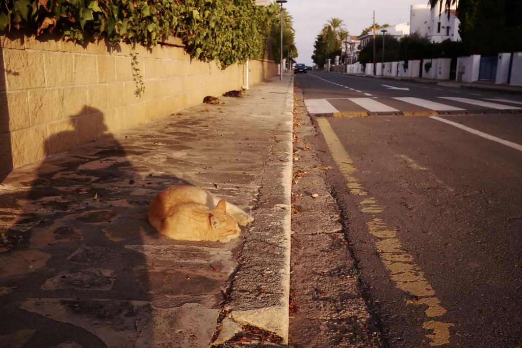 Carrer de Maria Moliner, Mont-roig del Camp