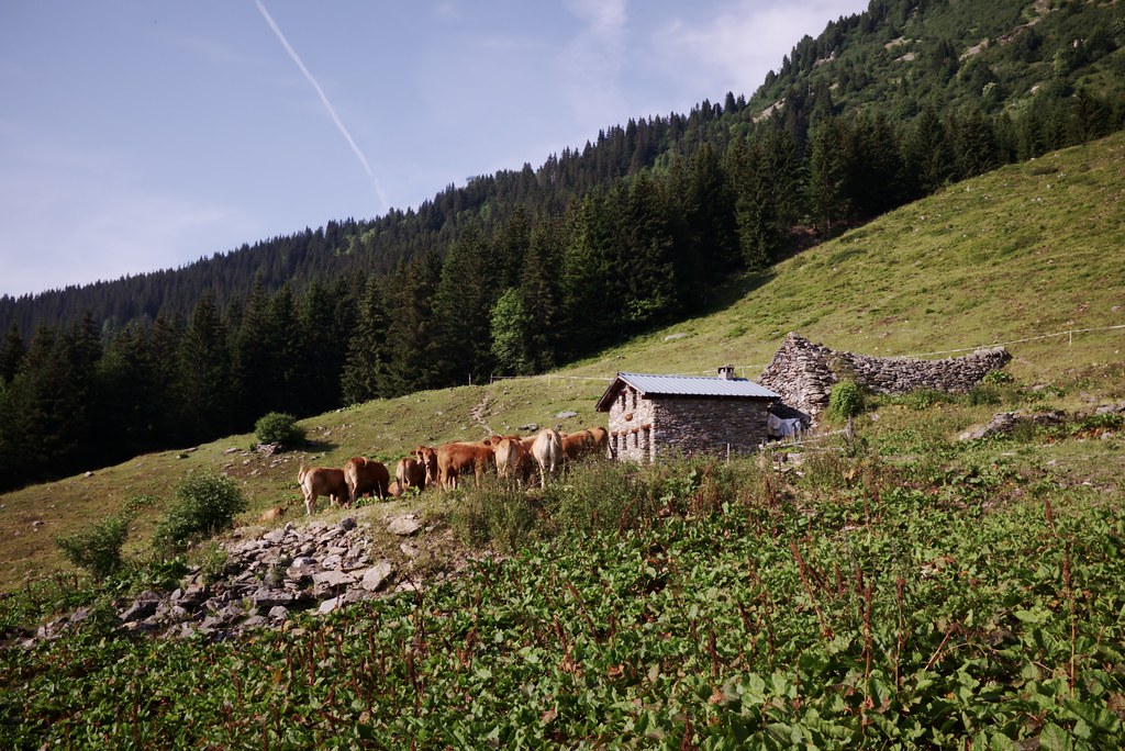 Bergerie de l'Aup Bernard