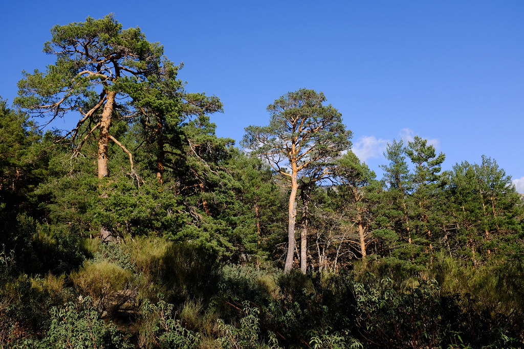 Sierra de Guadarrama