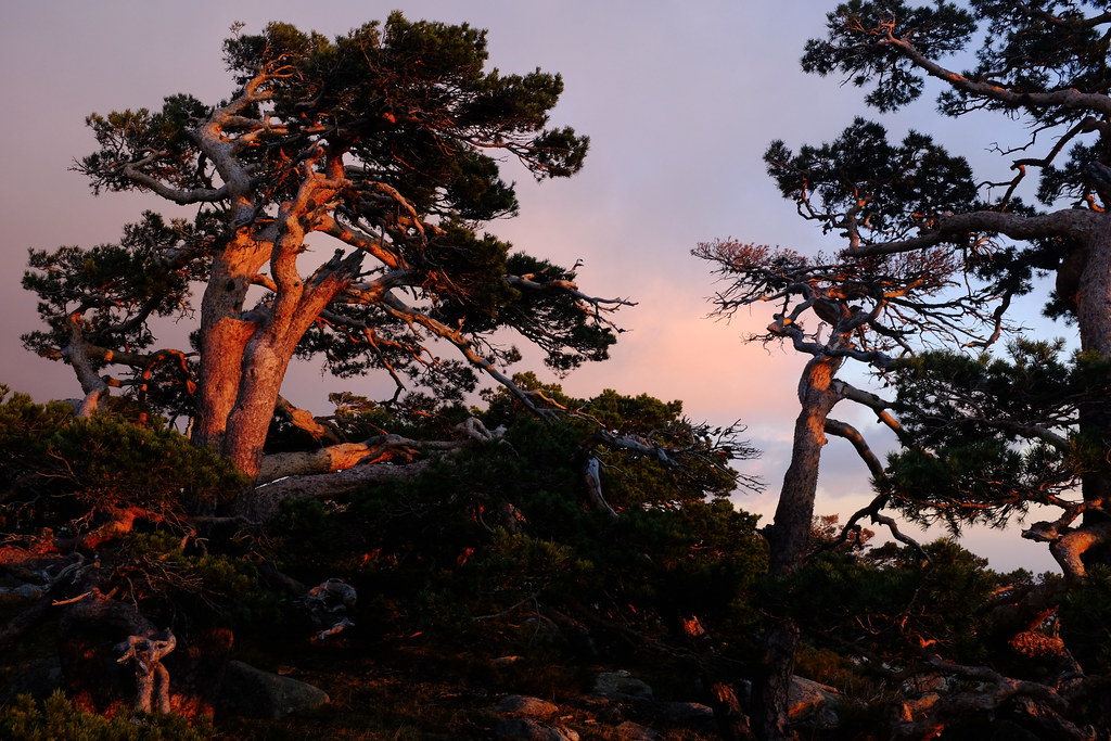 Sierra de Guadarrama