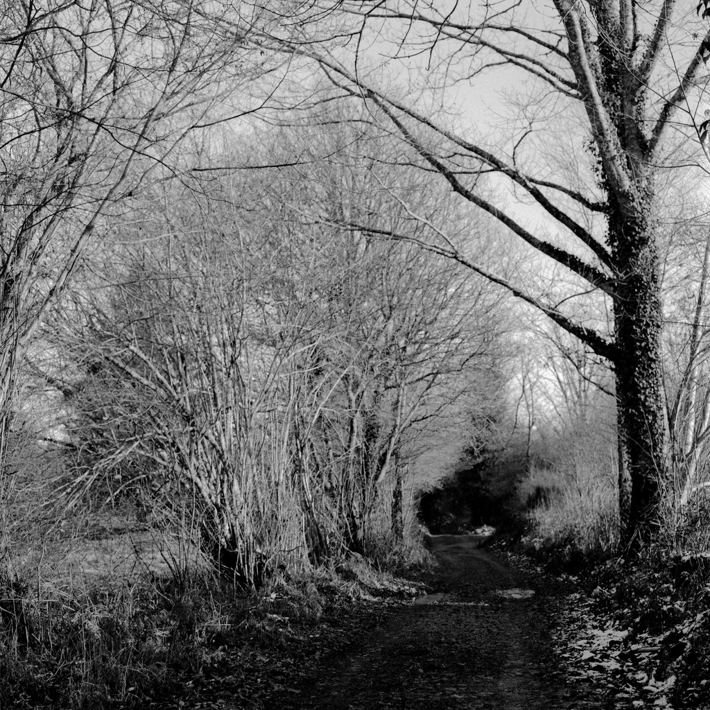 Un chemin dans la foret