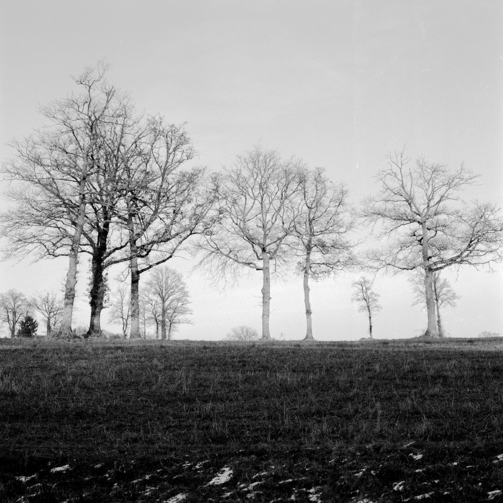 Des arbres dans un champ