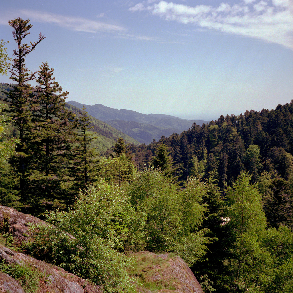 Vosges