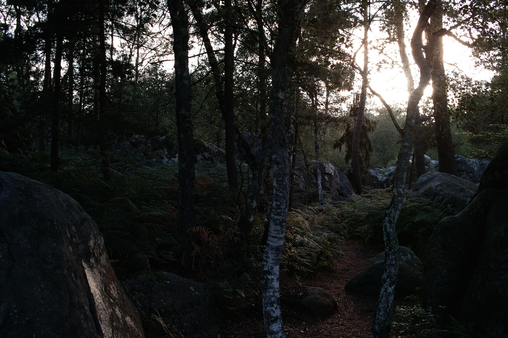 Foret de Fontainebleau