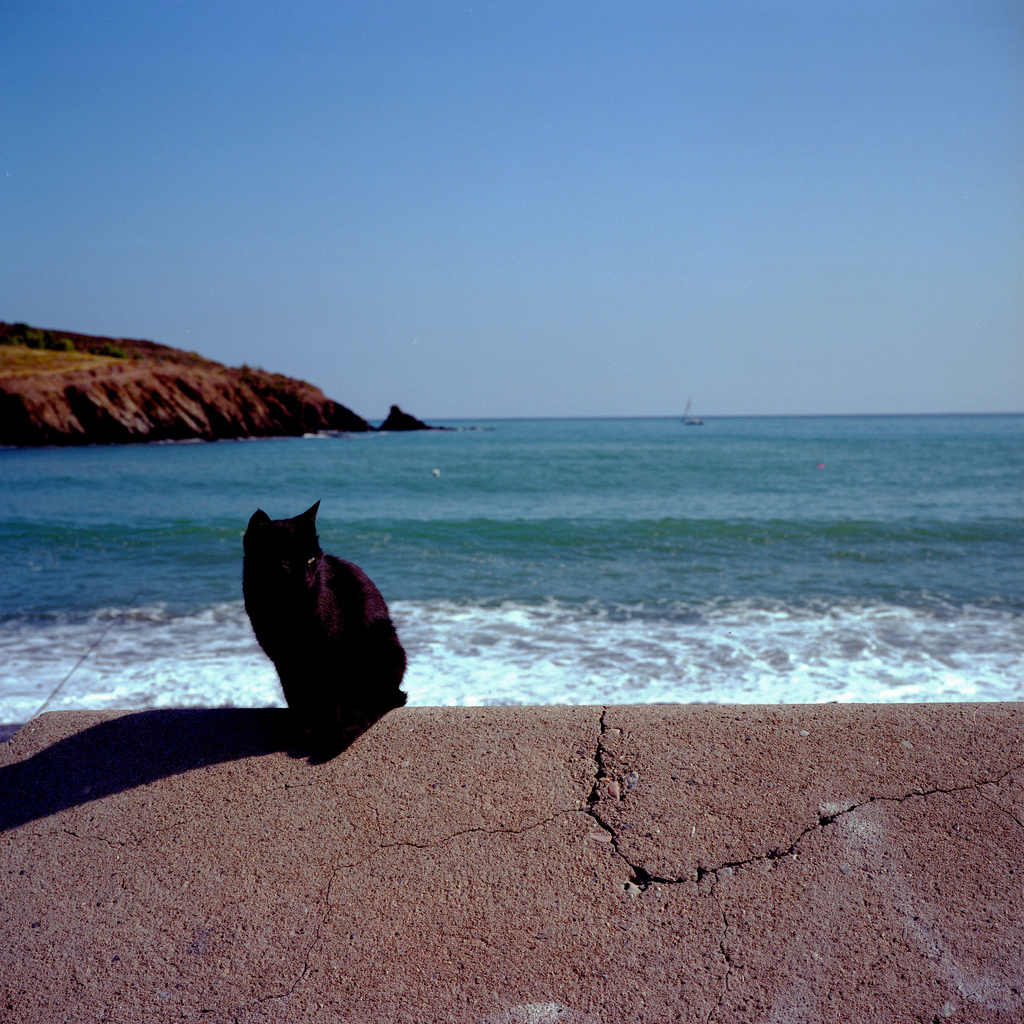 Un chat