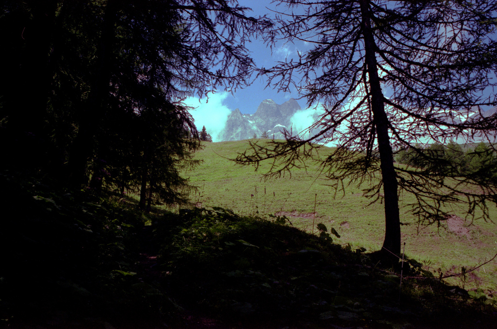 Un chemin dans la foret