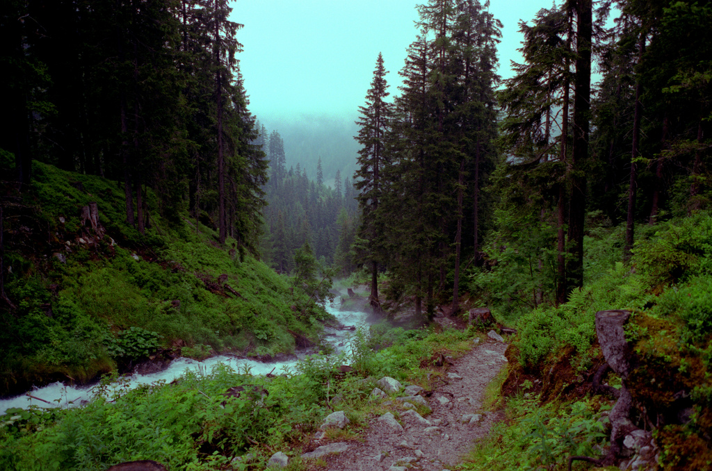 Torrent dans la foret