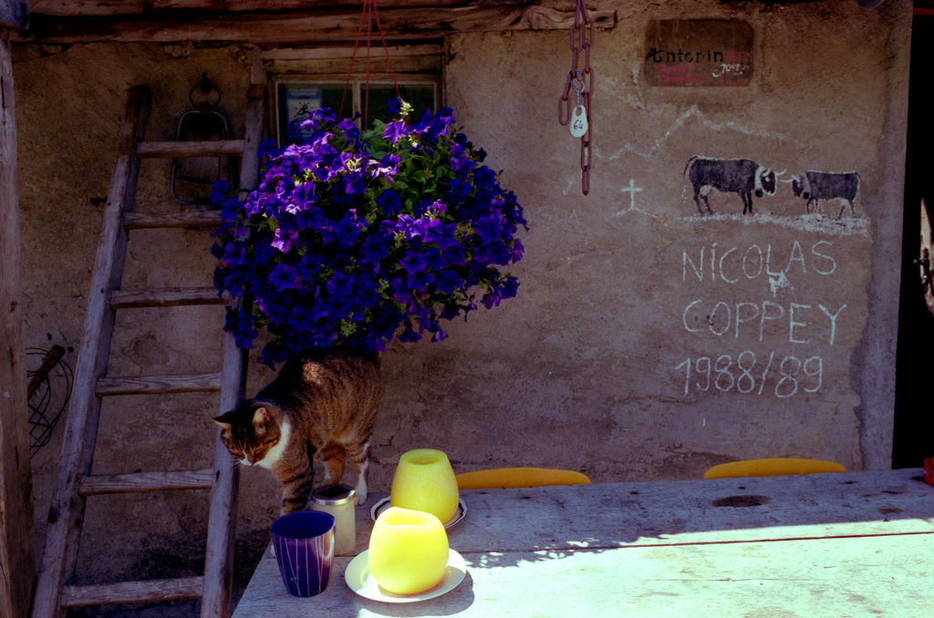 Un chat sur une table
