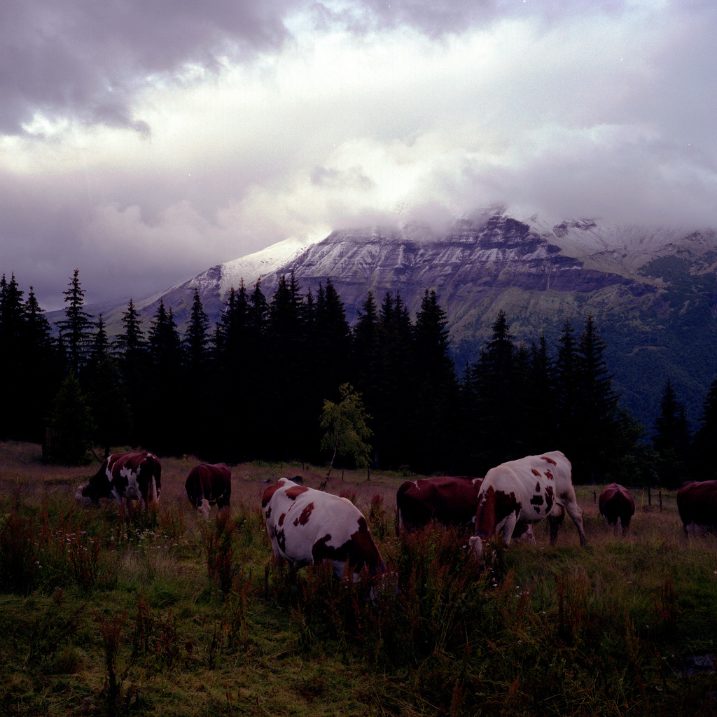 Vaches