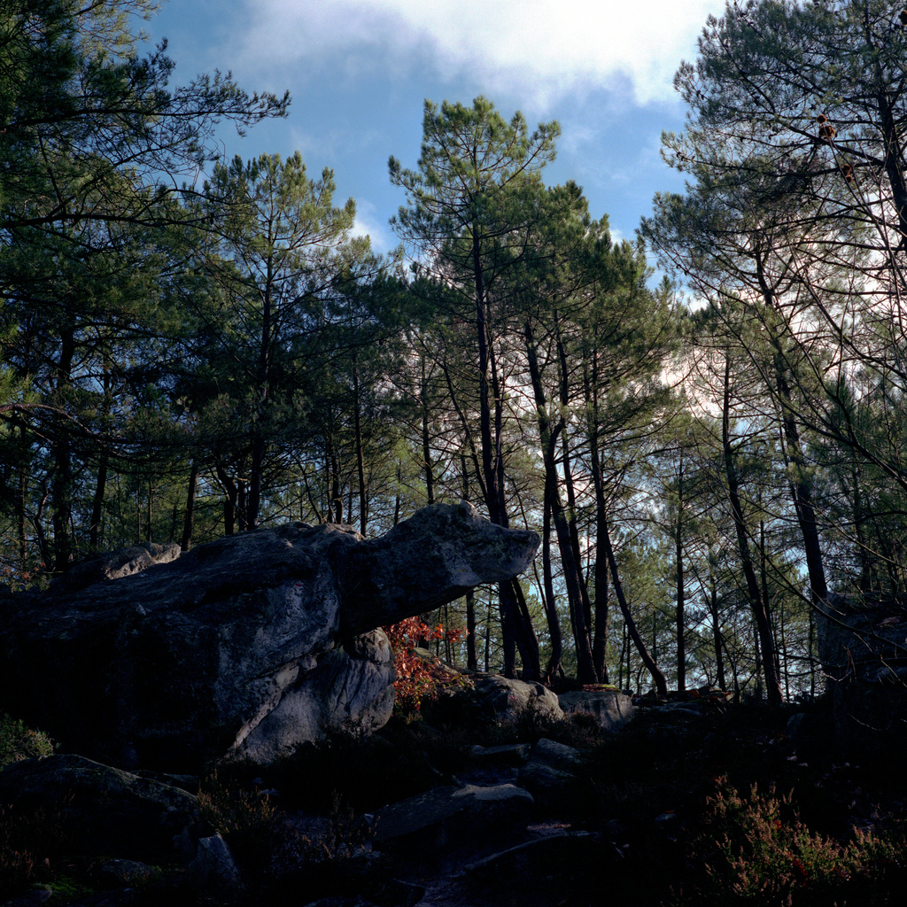 Tortue &agrave; Fontainebleau
