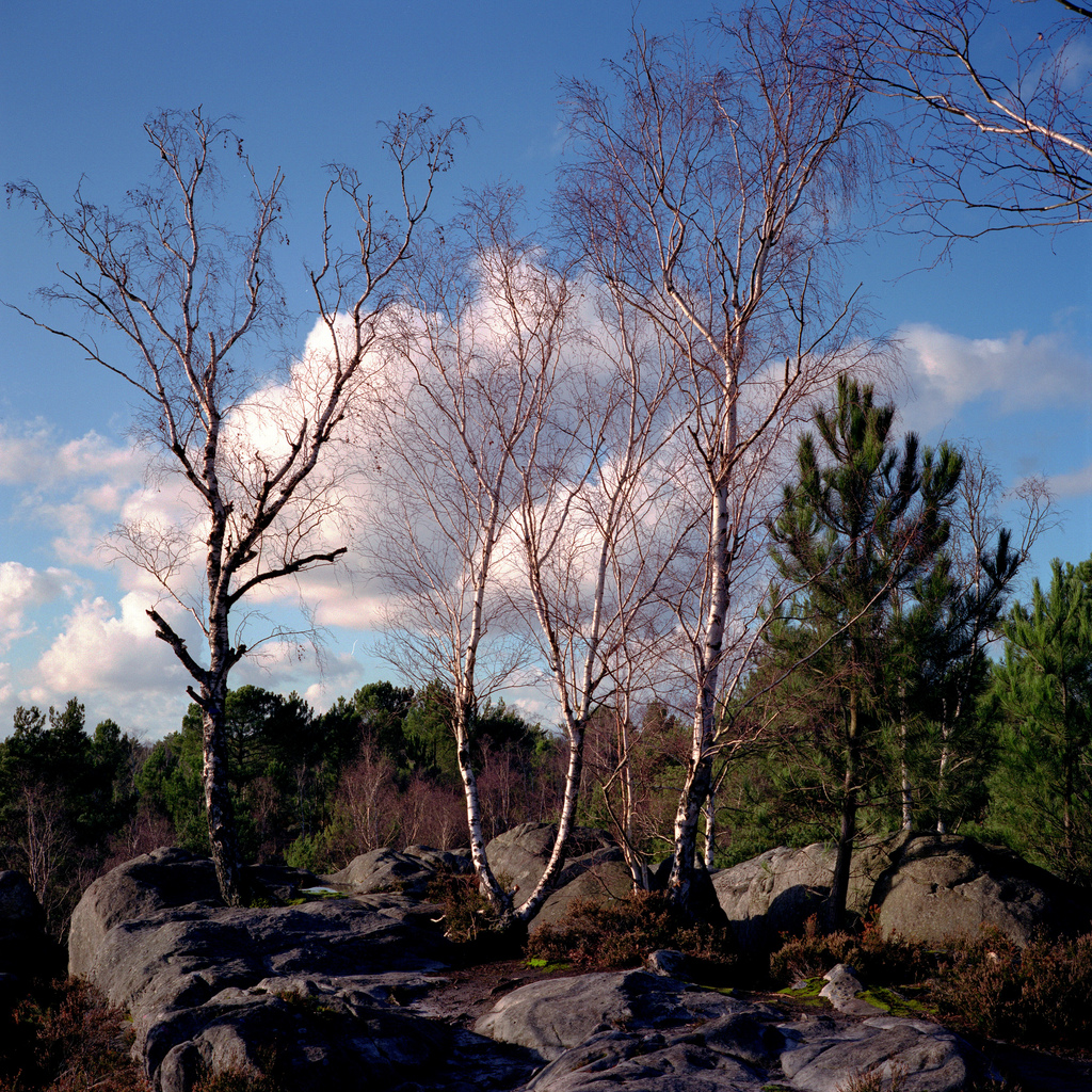 Foret de Fontainebleau