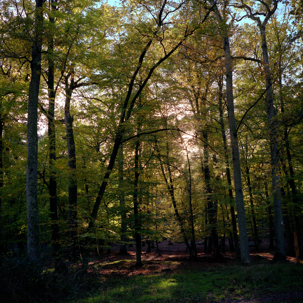 Foret de Fontainebleau