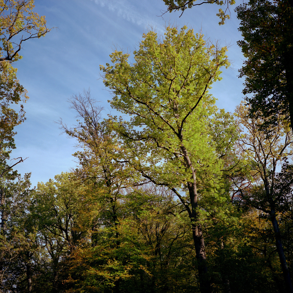 Foret de Fontainebleau
