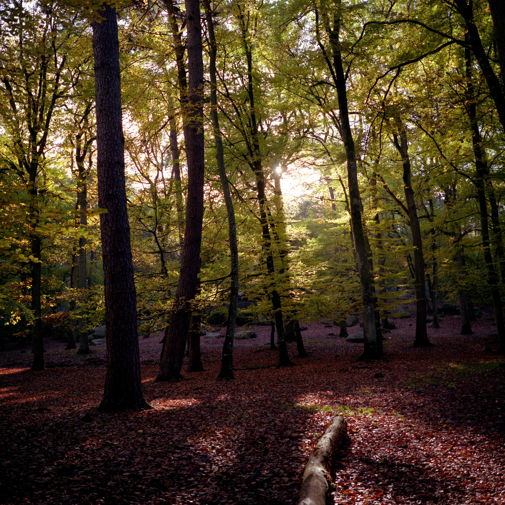 Foret de Fontainebleau