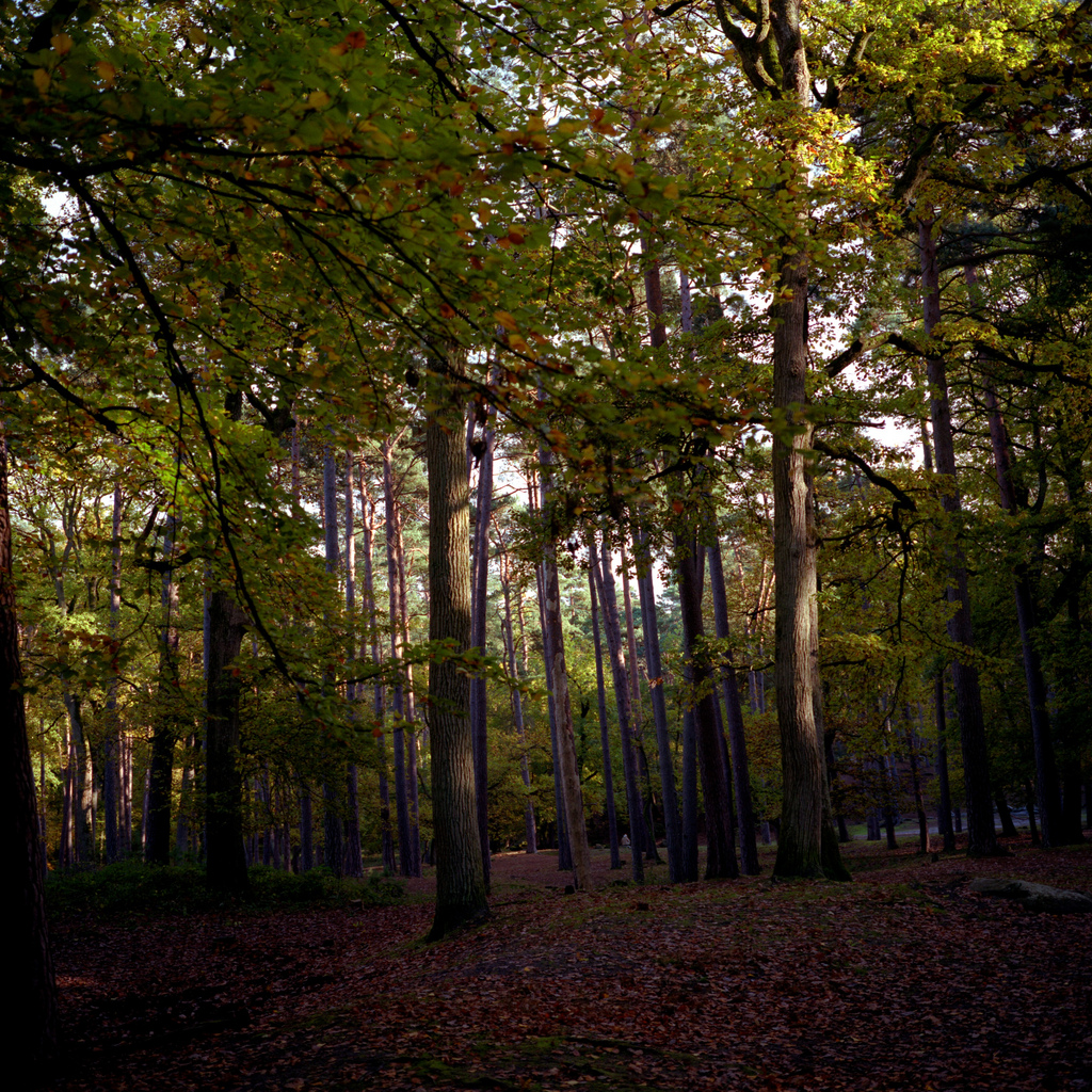 Foret de Fontainebleau
