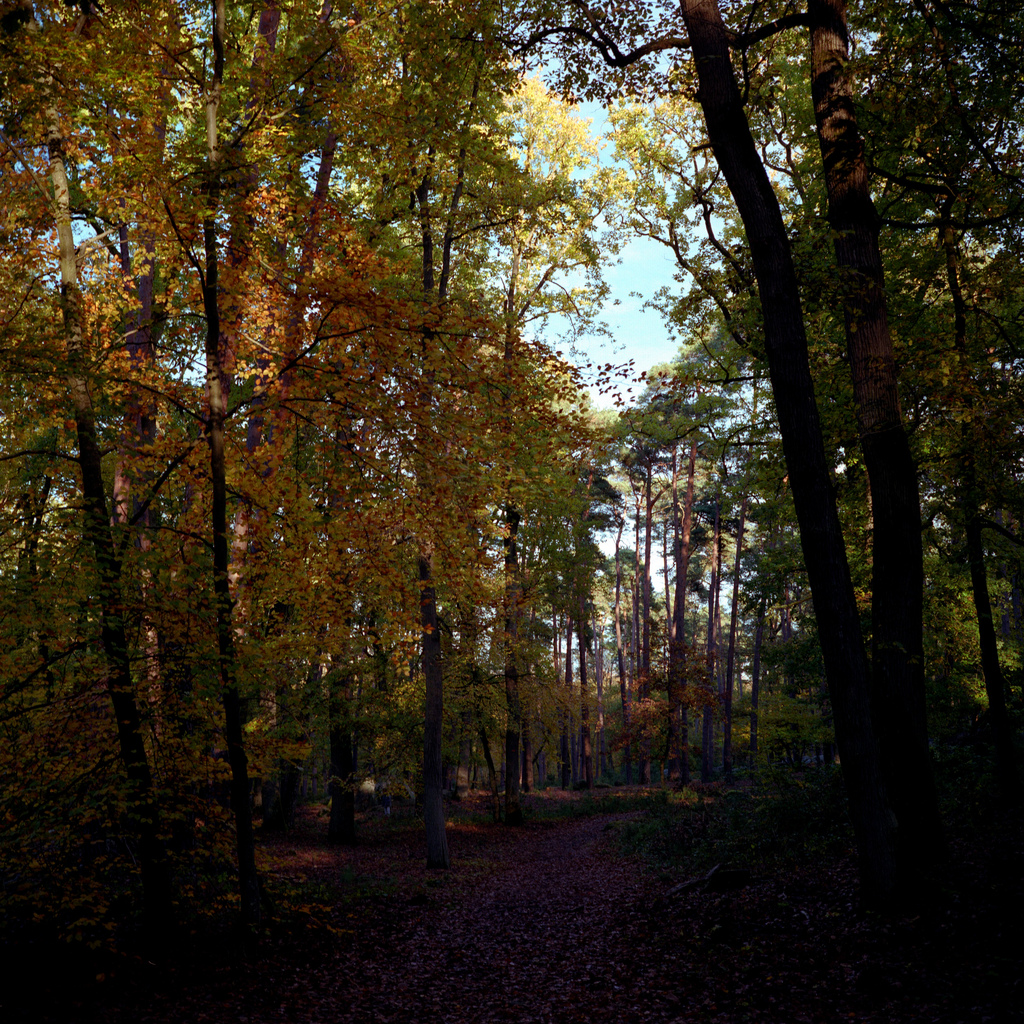 Foret de Fontainebleau