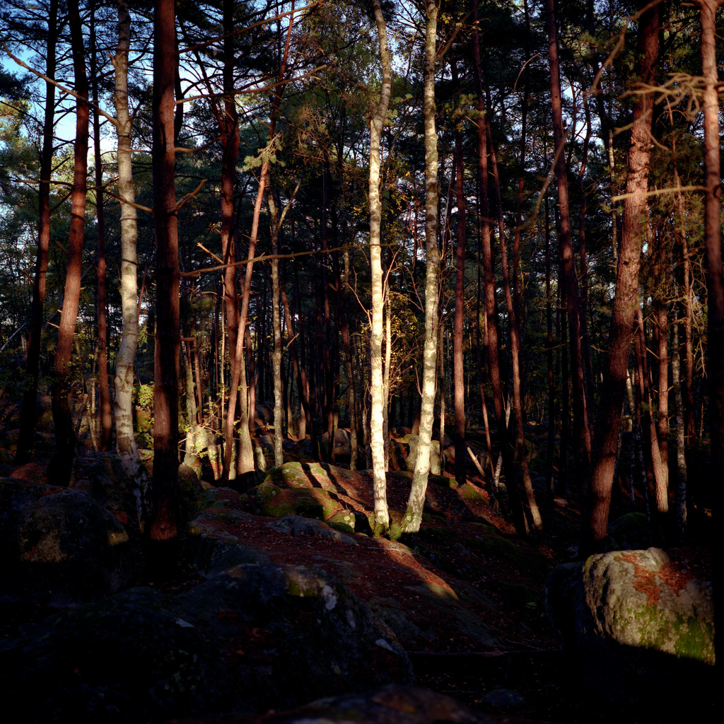 Foret de Fontainebleau