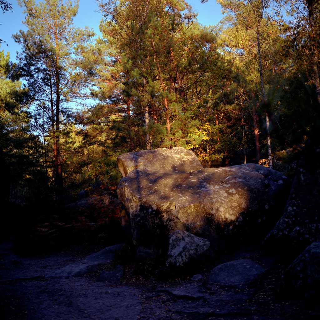 Foret de Fontainebleau