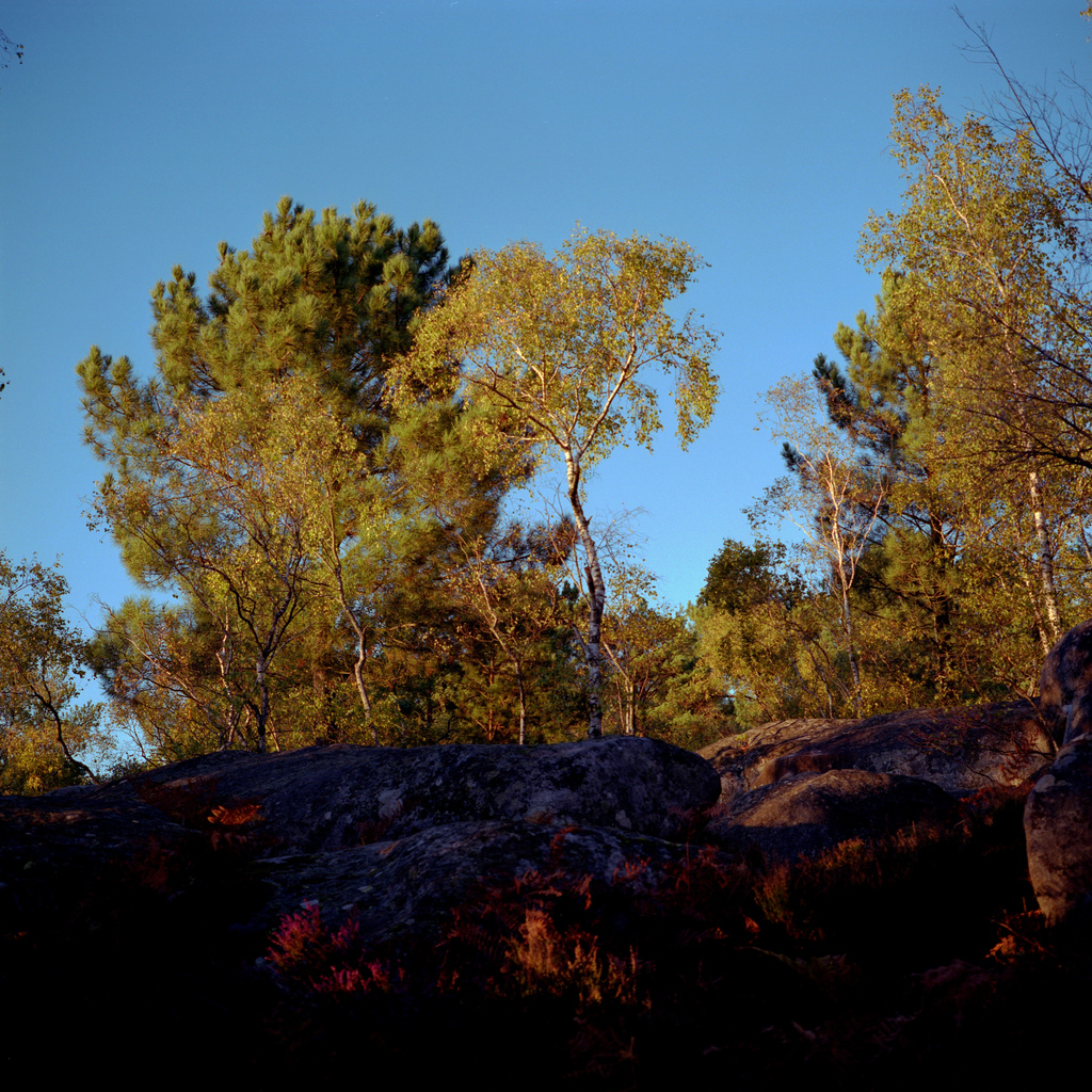 Foret de Fontainebleau