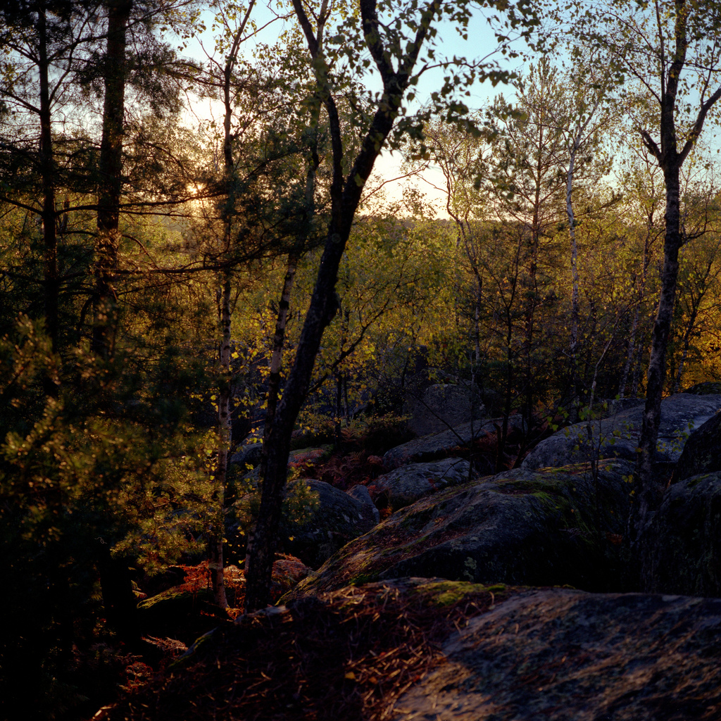 Foret de Fontainebleau