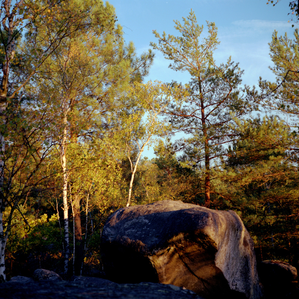 Foret de Fontainebleau