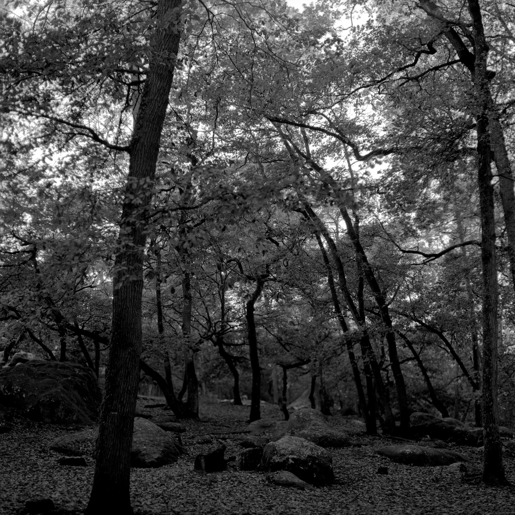 Foret de Fontainebleau