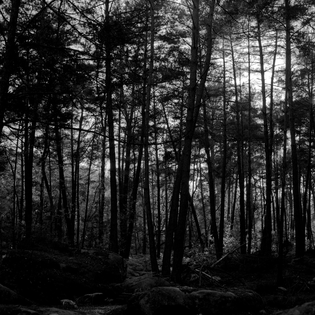Foret de Fontainebleau