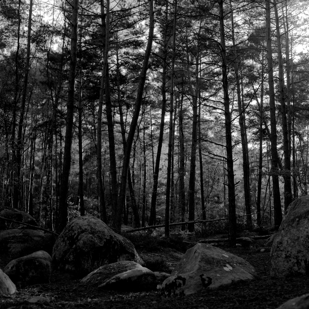 Foret de Fontainebleau