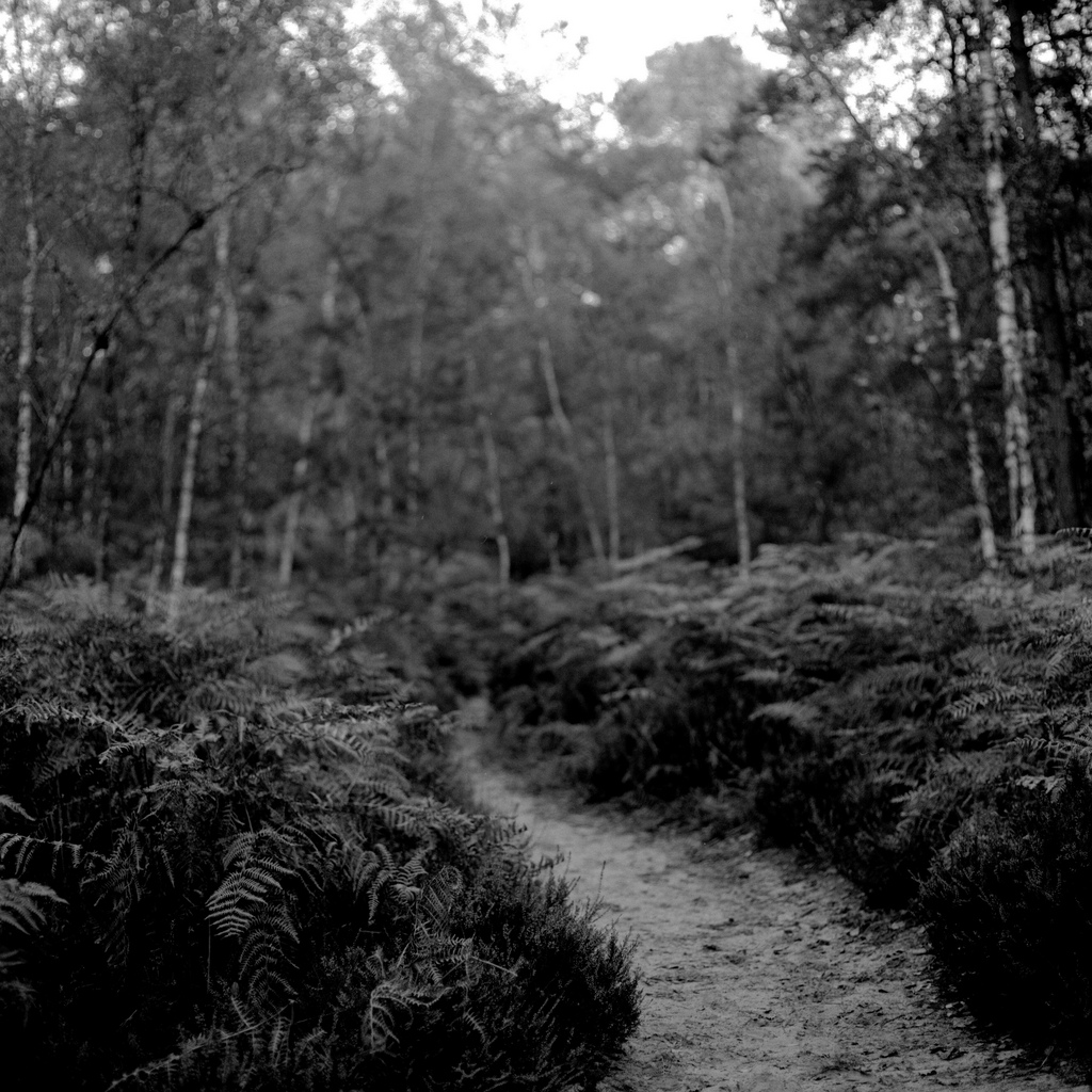 Foret de Fontainebleau