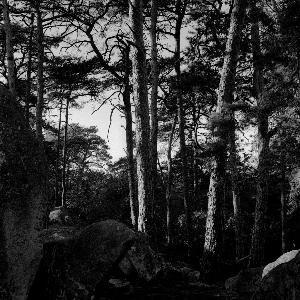 Foret de Fontainebleau