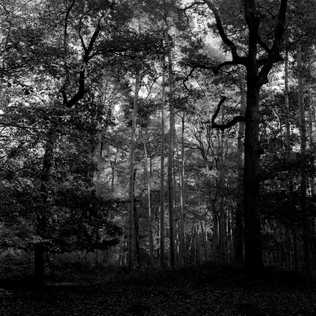 Foret de Fontainebleau