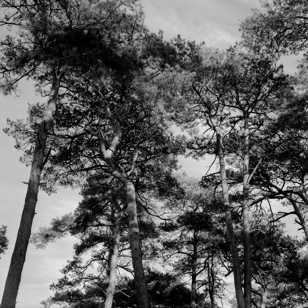 Foret de Fontainebleau